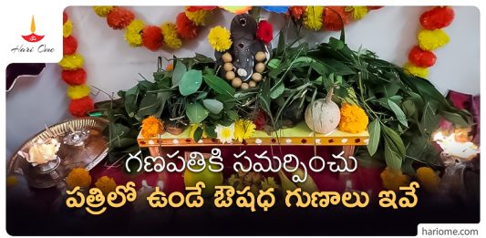  Ganesh Patri Health Benefits in Telugu