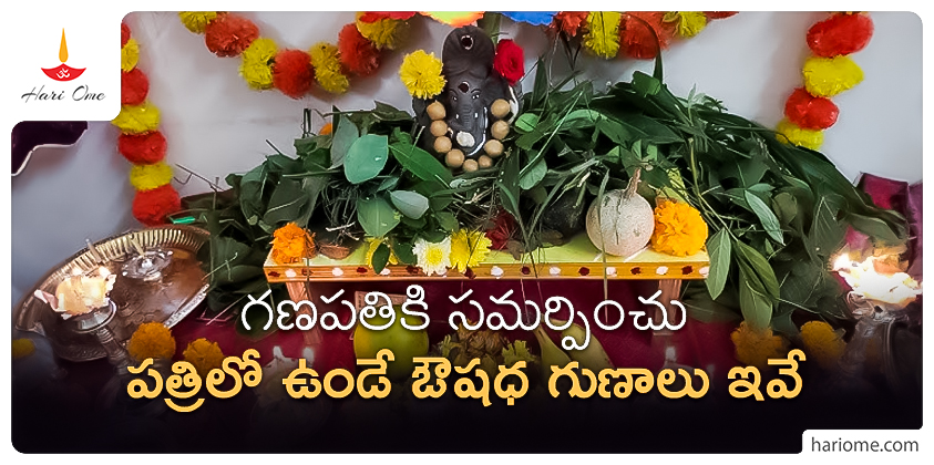 Ganesh Patri Health Benefits in Telugu
