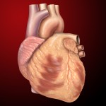 Heart_anterior_exterior_view