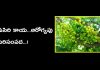 ఉసిరి కాయ …ఆరోగ్యపు సిరిసంపద…! | Amla Berry Benefits in Telugu amla berry benefits