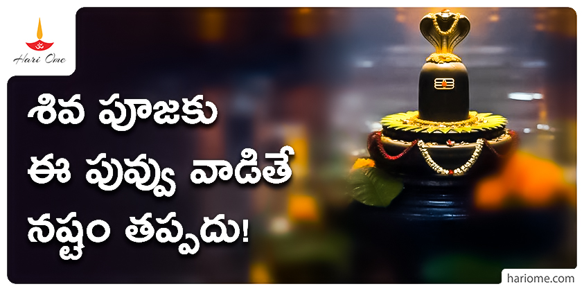 which flowers are used for shiva pooja