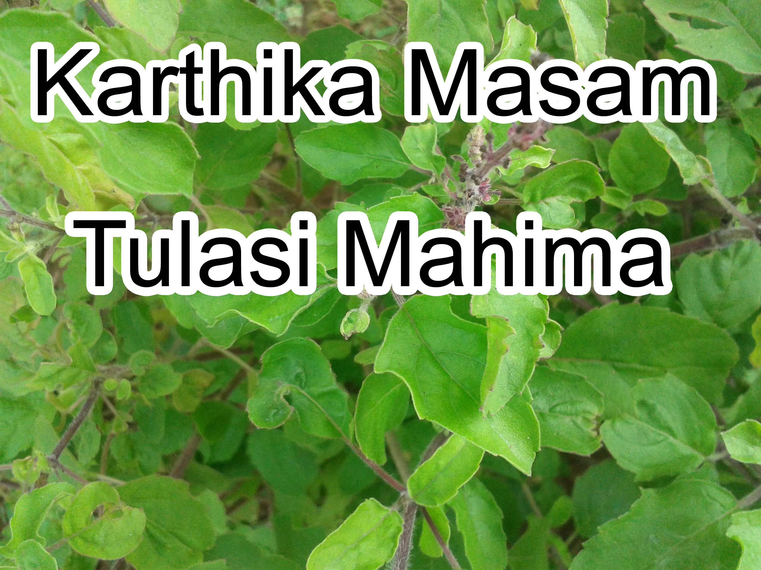 Information about Karthika Masam Tulasi Mahima