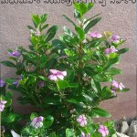 12107711_926778774024793_7982488433473218644_n