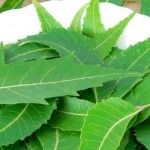 12295526_945333068836030_7934040966618872415_n