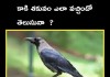 కాకి శకునం ఎలా వచ్చిందో మీకు తెలుసా? | Story behind crow omen
