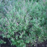 999089_626747507349660_1905509642_n