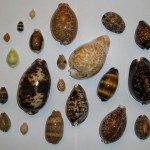 Different_cowries