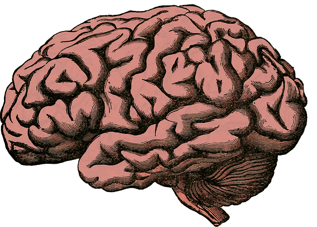 brain-512758_640