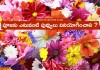 పూజకు ఎటువంటి పువ్వులు వినియోగించాలి ? | Which flowers should be used in Pooja in Telugu Flower Used For Pooja