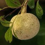 12096189_950841314989989_1783711881407553566_n