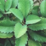 1484614_802980113092191_7574713298387675575_n