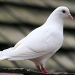 29-1432897702-29-1432875653-pigeon