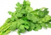 ఆయుర్వేద పరం గా కొత్తిమీర ఆరోగ్య ప్రయోజనాలు | Ayurveda Health Benefits of Coriander Leaves in Telugu