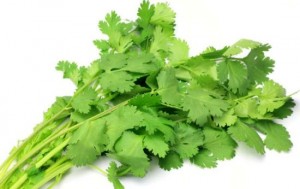 Coriander11