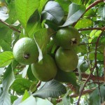 Guava_Fruits_with_Leaves