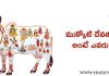 ముక్కోటి దేవతలు అంటే ఎవరు ? | Mukkoti Devathalu in Telugu