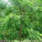 12373307_996874383738583_986250735367579112_n