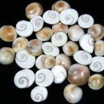 12510321_216906921981622_5314567045794907631_n