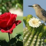 247125_929587423800613_5561890275909421832_n