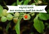 అశ్వగంధ మూలిక వలన ఉపయోగాలు ఏంటో మీకు తెలుసా? | Uses of Ashwagandha in Telugu