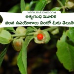 Ashwagandha-herbal1
