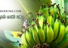 ఆరోగ్యానికి అరటి చెట్టు | banana tree health benefits in telugu