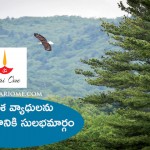 గర్భ కోశ వ్యాధులను నివారించడానికి సులభమార్గం