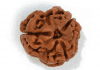 Tri Mukhi Rudraksha – The embodiment of fire power