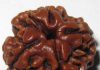 Chaturmukhi Rudraksha – A four faced wonder