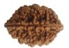 Dwimukhi Rudraksha – Two faced and powerful