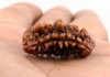 Eka Mukhi Rudraksha – The secret to enlightenment