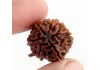 Shashta Mukhi Rudraksha – The Symbol of Powerful God Kartikeya