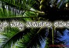 కొబ్బరి చెట్టు వెనుకగల రహస్యం | Coconut Tree Origin Telugu