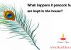 What happens if peacock feathers are kept in the house?