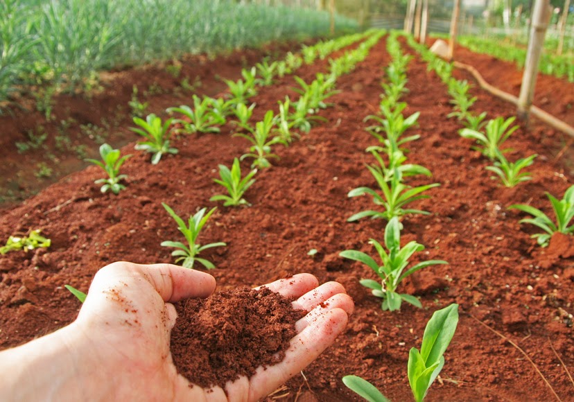 Soil Row Crops