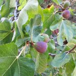 Fig-Tree-