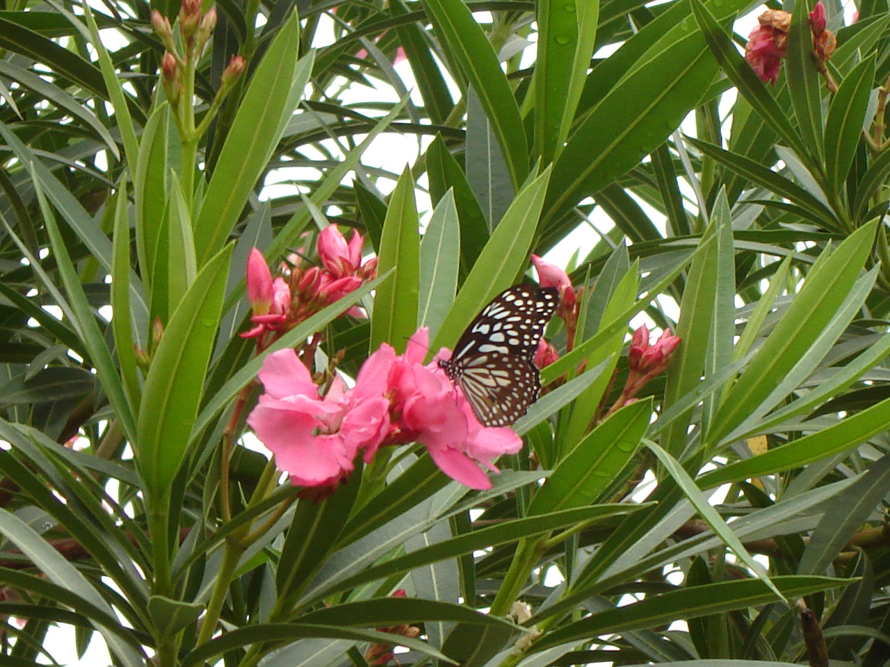 karaveera patram