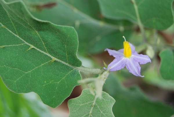 Bruhathi patram