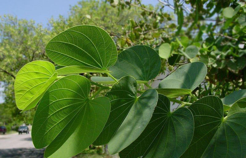 gandali patram