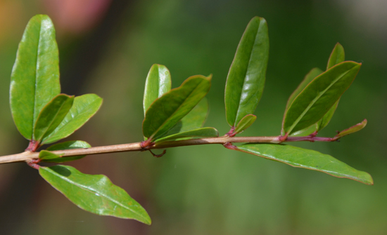 pomegranate leaves