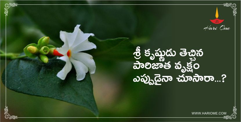శ్రీ కృష్ణుడు తెచ్చిన పారిజాత వృక్షం ఎప్పుడైనా చూసారా ...? | sri krishna parijatham story in telugu