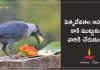పితృదేవతల ఆహారాన్ని కాకి ముట్టుకుంటే వారికి చేరుతుందా?