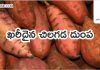 ఖరీదైన చిలగడ దుంప | Expensive Sweet Potato in Telugu