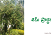 శమీ ప్రార్థన – Sami Vruksha Prarthana