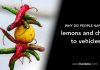 Why do people hang/tie lemons and chillies to vehicles?
