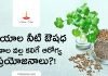 ధనియాల నీటి ఔషధ గుణాలు మరియు అద్భుత ఆరోగ్య ప్రయోజనాలు | Coriander Water Health Benefits Coriander Water Health Benefits