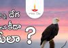ఇంటిపై డేగ ఎగిరితే శుభమా? ఆశుభమా? | Eagle Flying Eagle Flying Over House