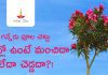 గన్నేరు పూల చెట్టు ఇంట్లో ఉంటే ఏమవుతుంది?! Oleander Plant in House Oleander Flower Plant in House is Good or Bad