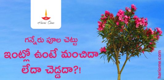 Oleander Flower Plant in House is Good or Bad