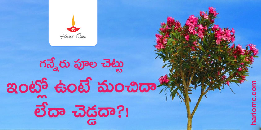 Oleander Flower Plant in House is Good or Bad
